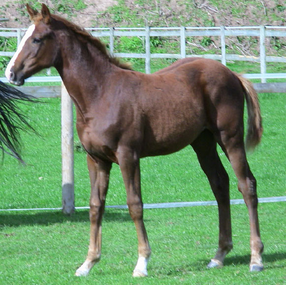 Chestnut Foals